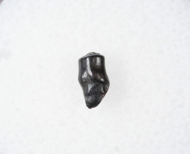 Detailed Thescelosaurus Tooth #16050